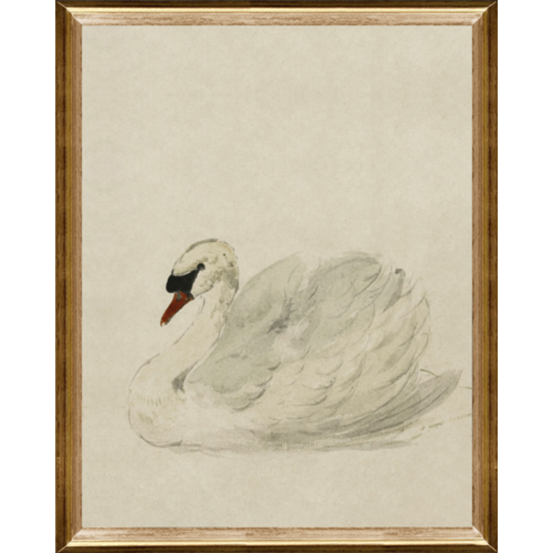 Elegant Swan Framed Oil Print Painting