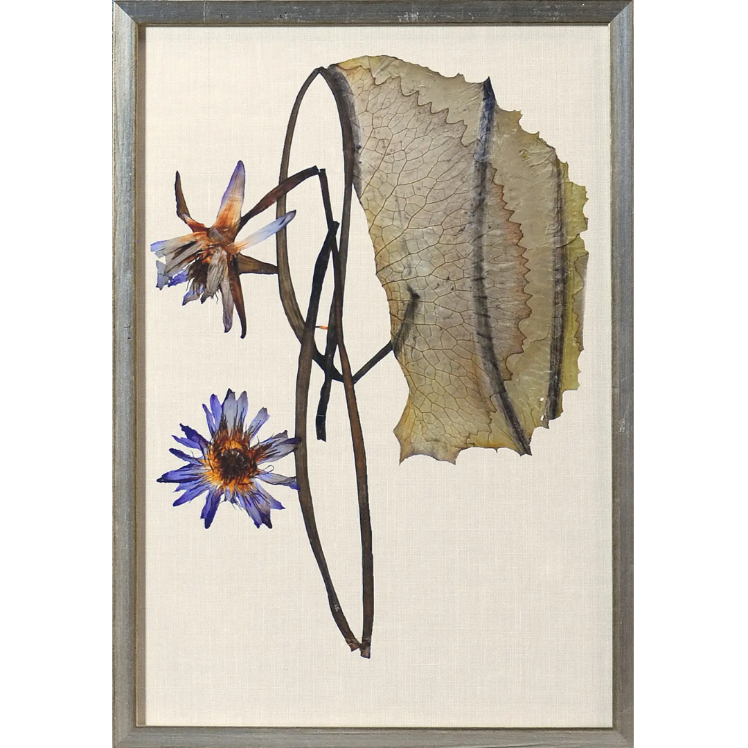 Herbarium Pressings Wall Art Collection