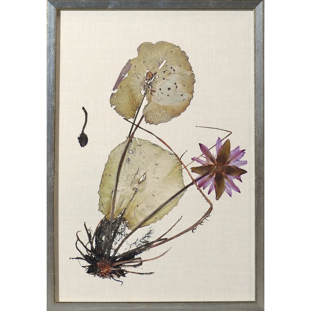 Herbarium Pressings Wall Art Collection