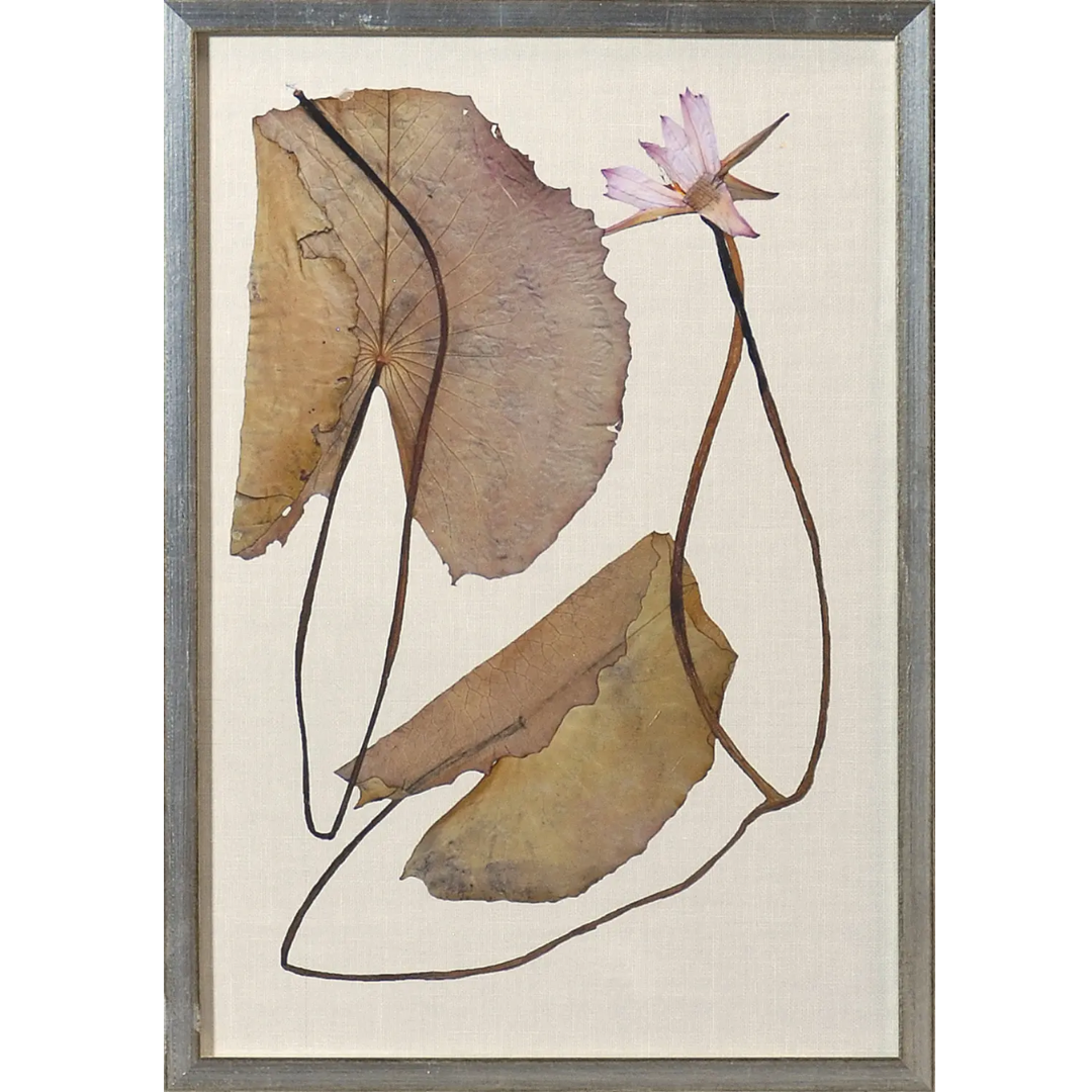 Herbarium Pressings Wall Art Collection