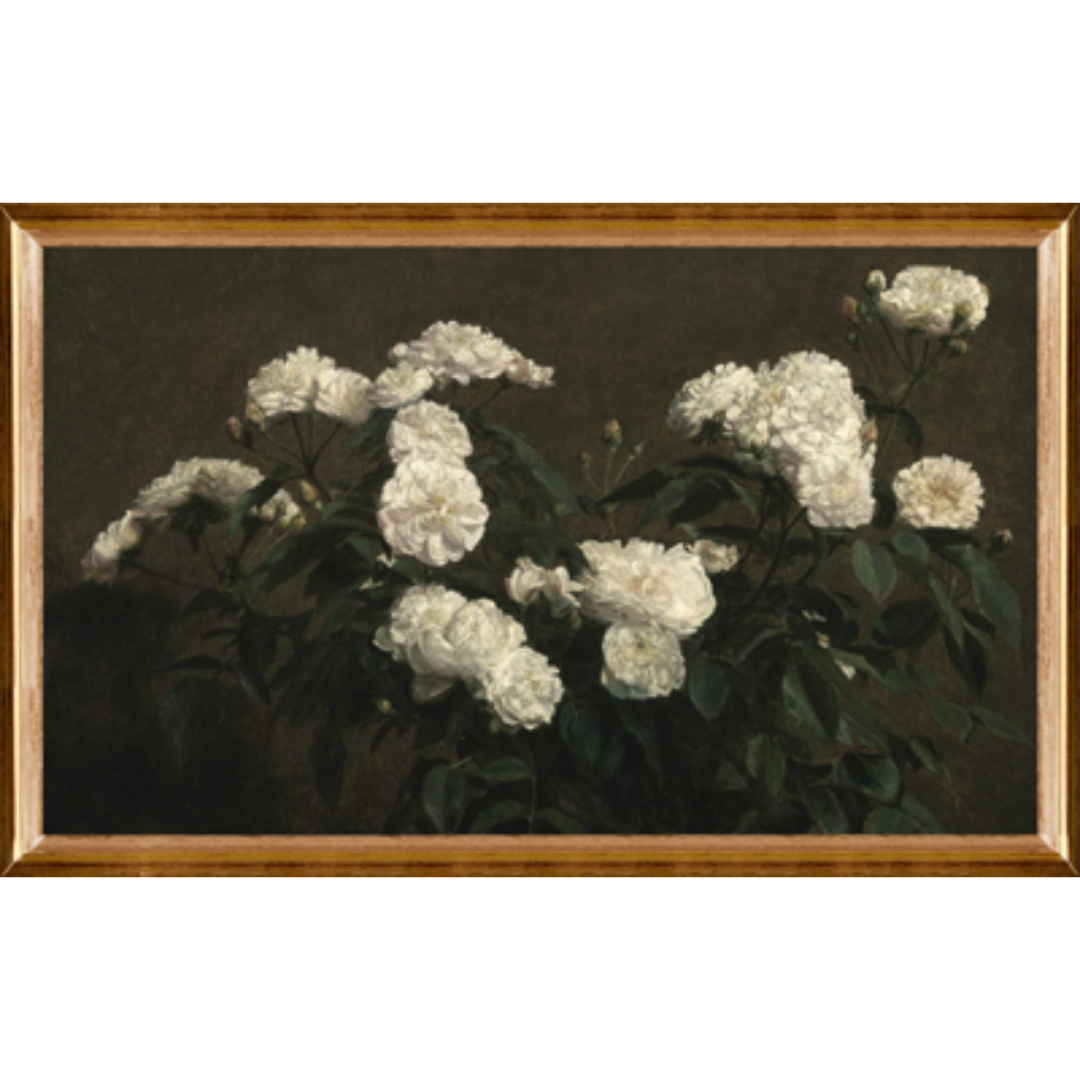 Still Life of White Roses Framed Oil Print Painting