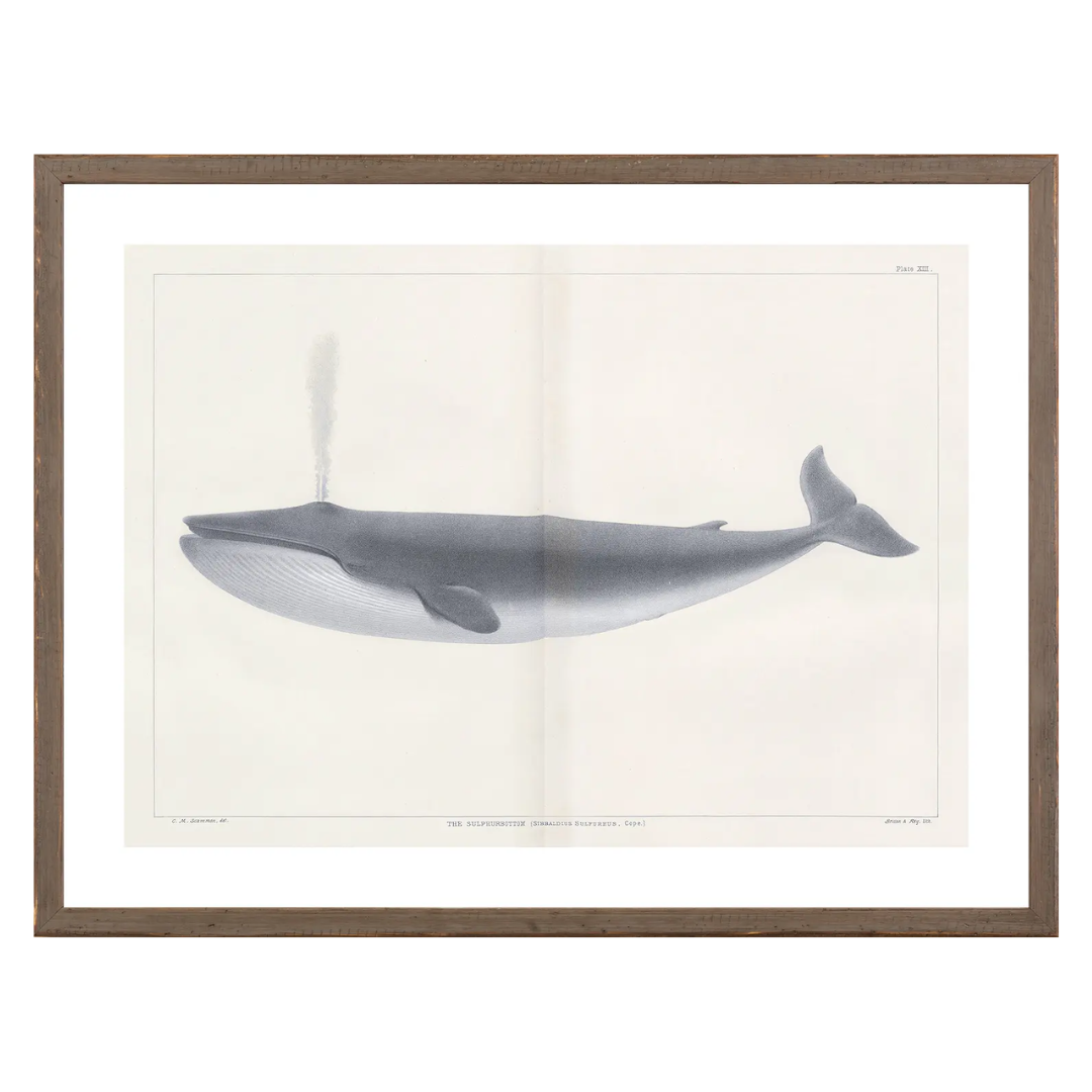 Vintage Whale Series Art Prints