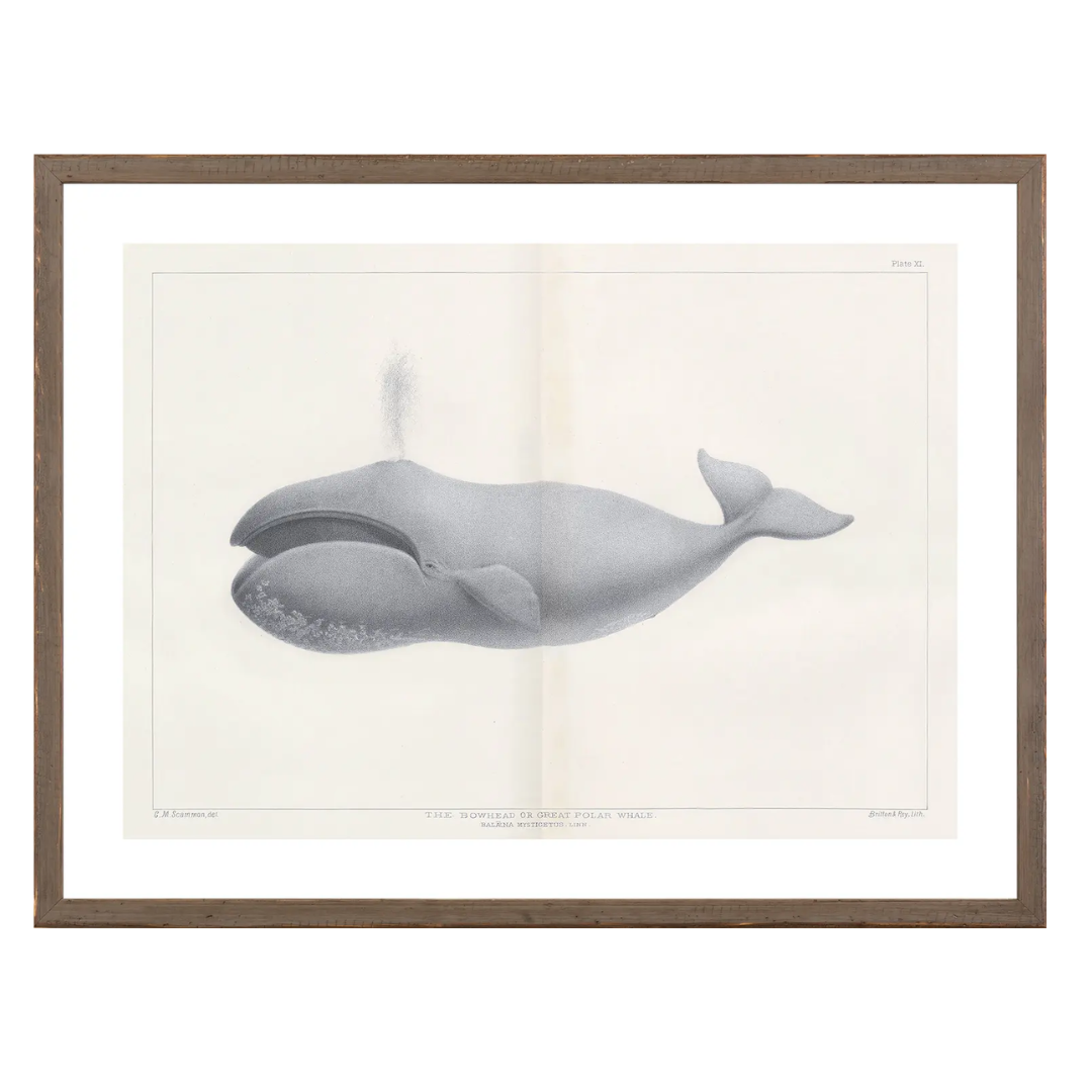 Vintage Whale Series Art Prints