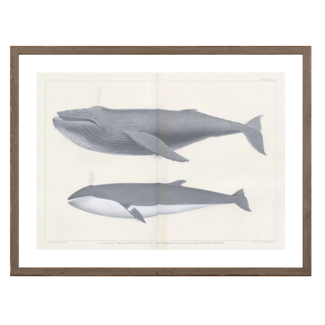 Vintage Whale Series Art Prints