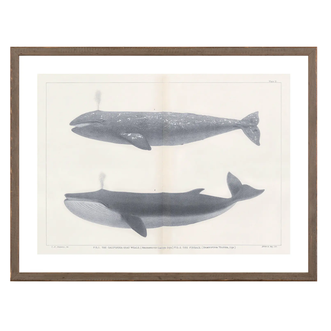 Vintage Whale Series Art Prints