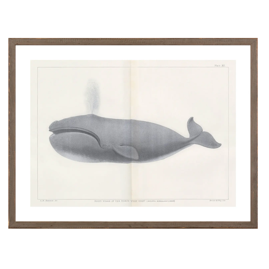 Vintage Whale Series Art Prints