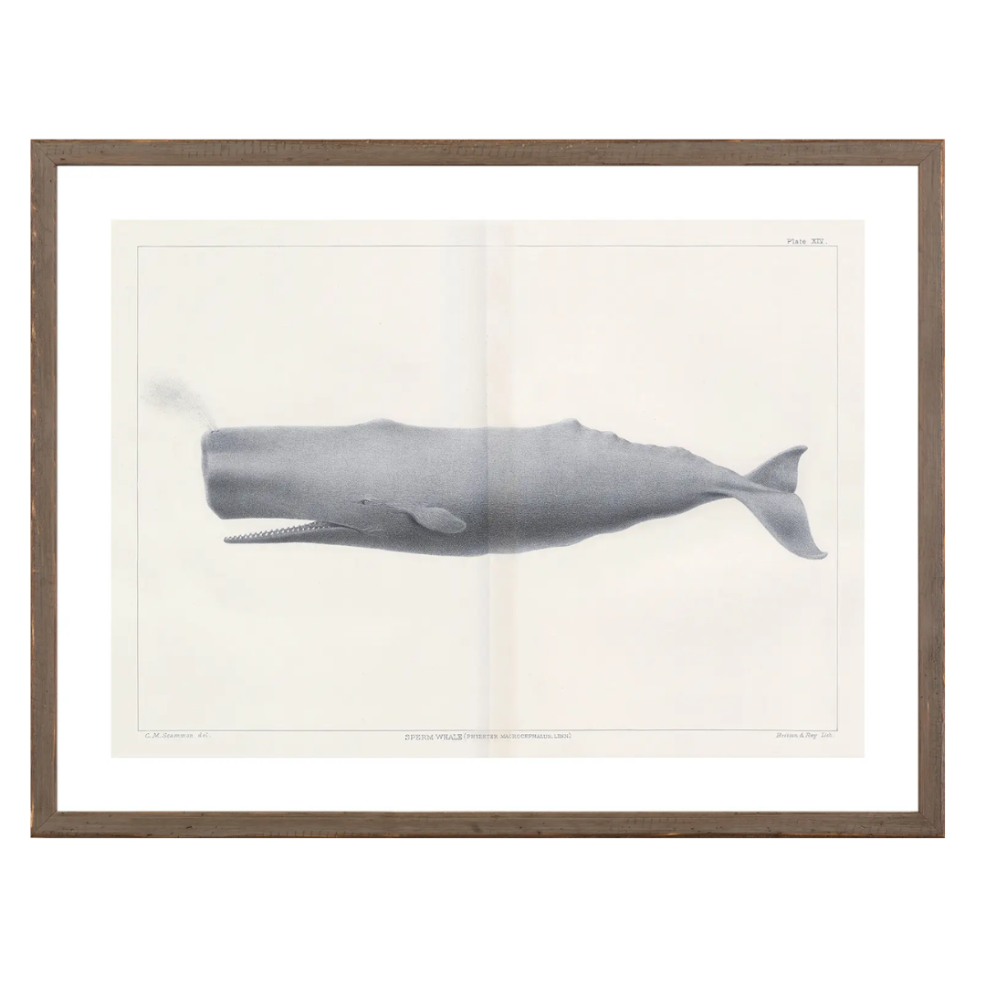 Vintage Whale Series Art Prints