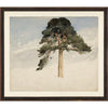 Scottish Fire Tree Art Print, 1849 - Reimagine Designs - Art, new, Wall Art