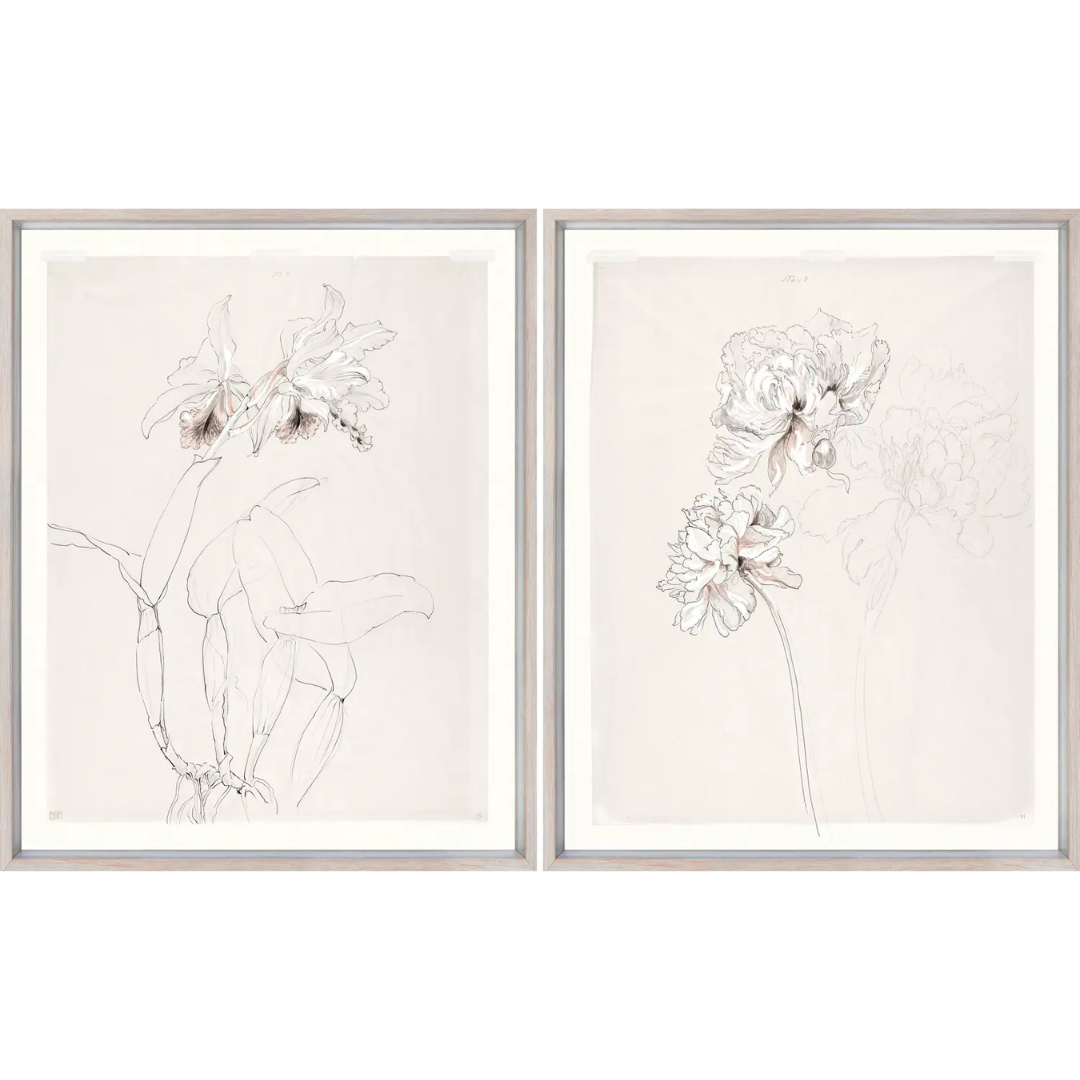 Drawing Study Orchid & Peony, Early 20 Century S/2 Wall Art